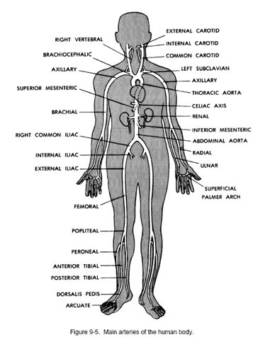 arteries of human body
