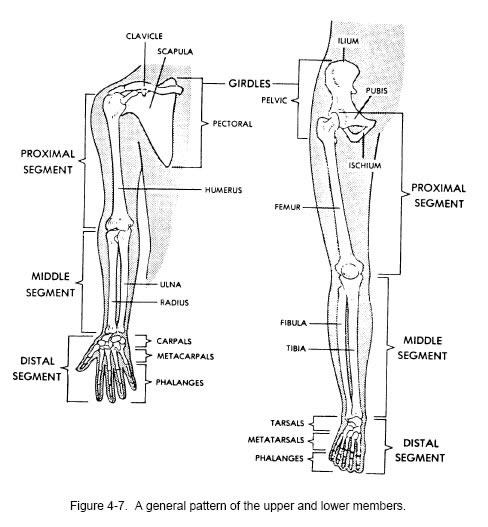 detailed bone image anatomy