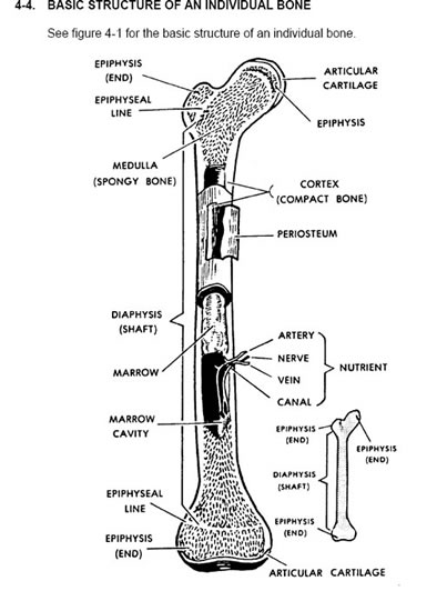 bone structure image