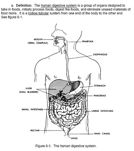 digestive system illustration
