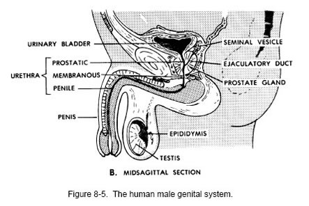 genital system of human male