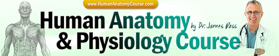human anatomy course