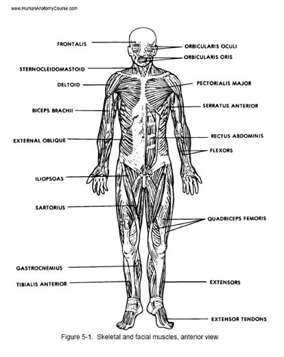 human muscles illustration