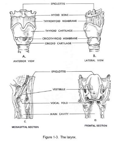 larynx anatomy illustration
